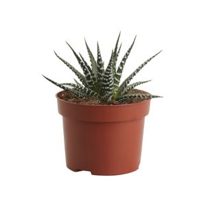Image of Haworthia big band Cactus in 10.5cm Pot