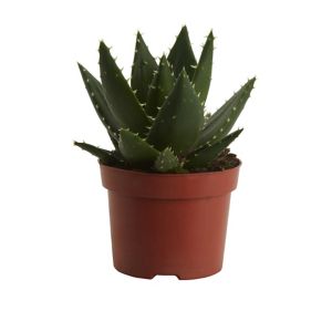 Image of Dwarf aloe Cactus in 12cm Pot