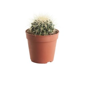 Image of GoodHome Golden barrel cactus 12cm