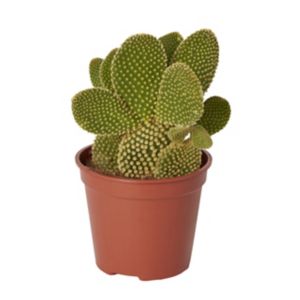 Image of Bunny ears cactus in 12cm Pot
