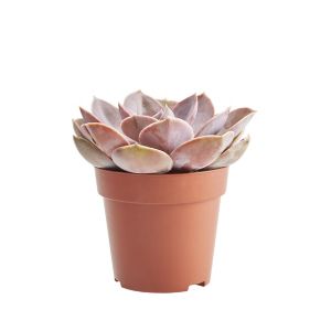 Image of Succulent cacti assorted in 9cm Pot