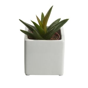 Image of Succulent in 5.5cm Pot