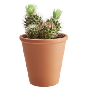 Image of Cactus with dried flowers in 9cm Pot