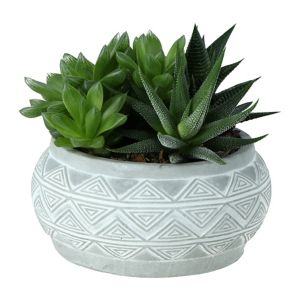 Image of Succulent in 14cm Pot