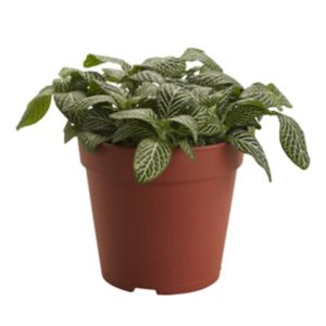 Image of Mosaic plant in 12cm Pot