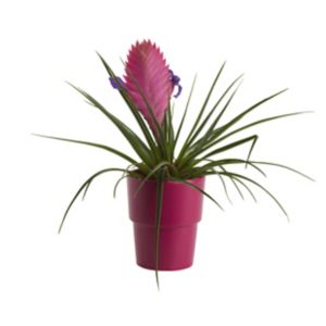 Image of Pink quill in 9cm Pot