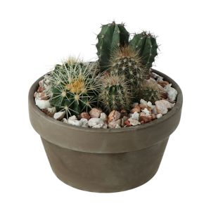 Image of Cactus in 17cm Pot