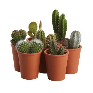 Image of Cactus in 5.5cm Pot
