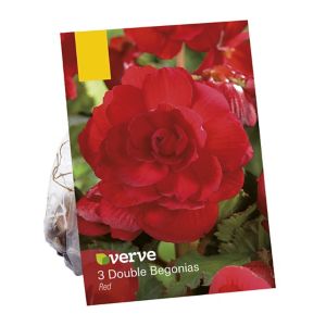 Image of Begonia double red Flower bulb