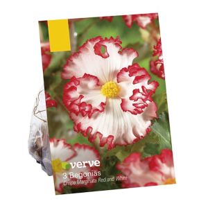 Image of Begonia crispa marginata red & white Flower bulb