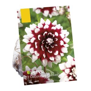 Image of Dahlia decorative Duet Flower bulb