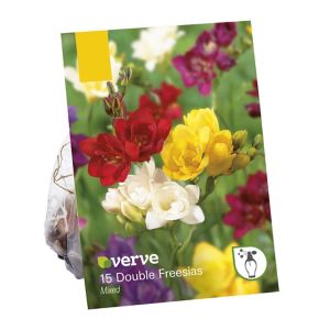 Image of Freesia double mixed Flower bulb