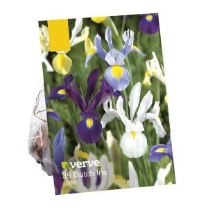 Image of Iris hollandica mixed Flower bulb