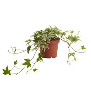 Image of Trailing ivy in 12cm Pot