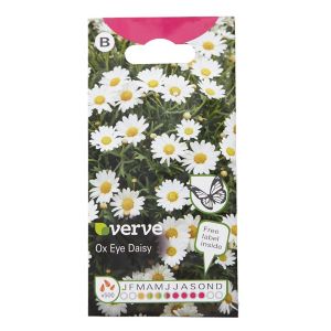 Image of Ox eye Daisy Seed