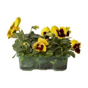 Image of Pansy Mono Autumn Bedding plant Pack of 9