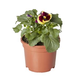 Image of Pansy Assorted Autumn Bedding plant 10.5cm Pot