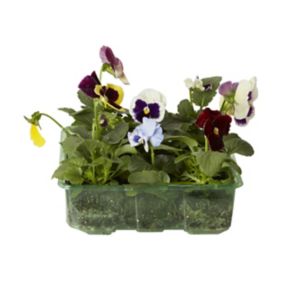 Image of Pansy Mixed Autumn Bedding plant Pack of 9