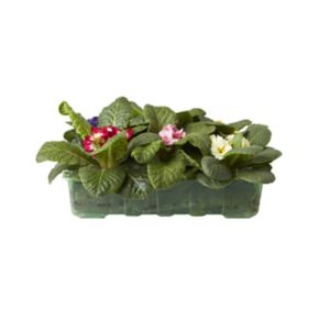Image of Primrose Mixed Autumn Bedding plant Pack of 6