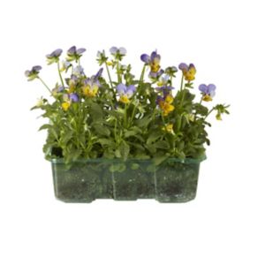 Image of Viola Mono mix Autumn Bedding plant Pack of 9