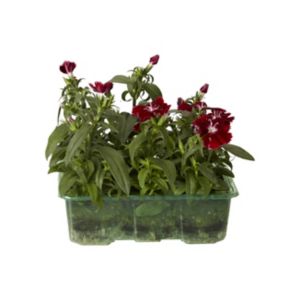 Image of Dianthus Assorted Autumn Bedding plant Pack of 9