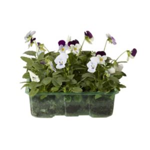 Image of Upright Viola Mixed Autumn Bedding plant Pack of 9