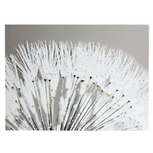 Image of Dandelion White Canvas art (H)570mm (W)770mm