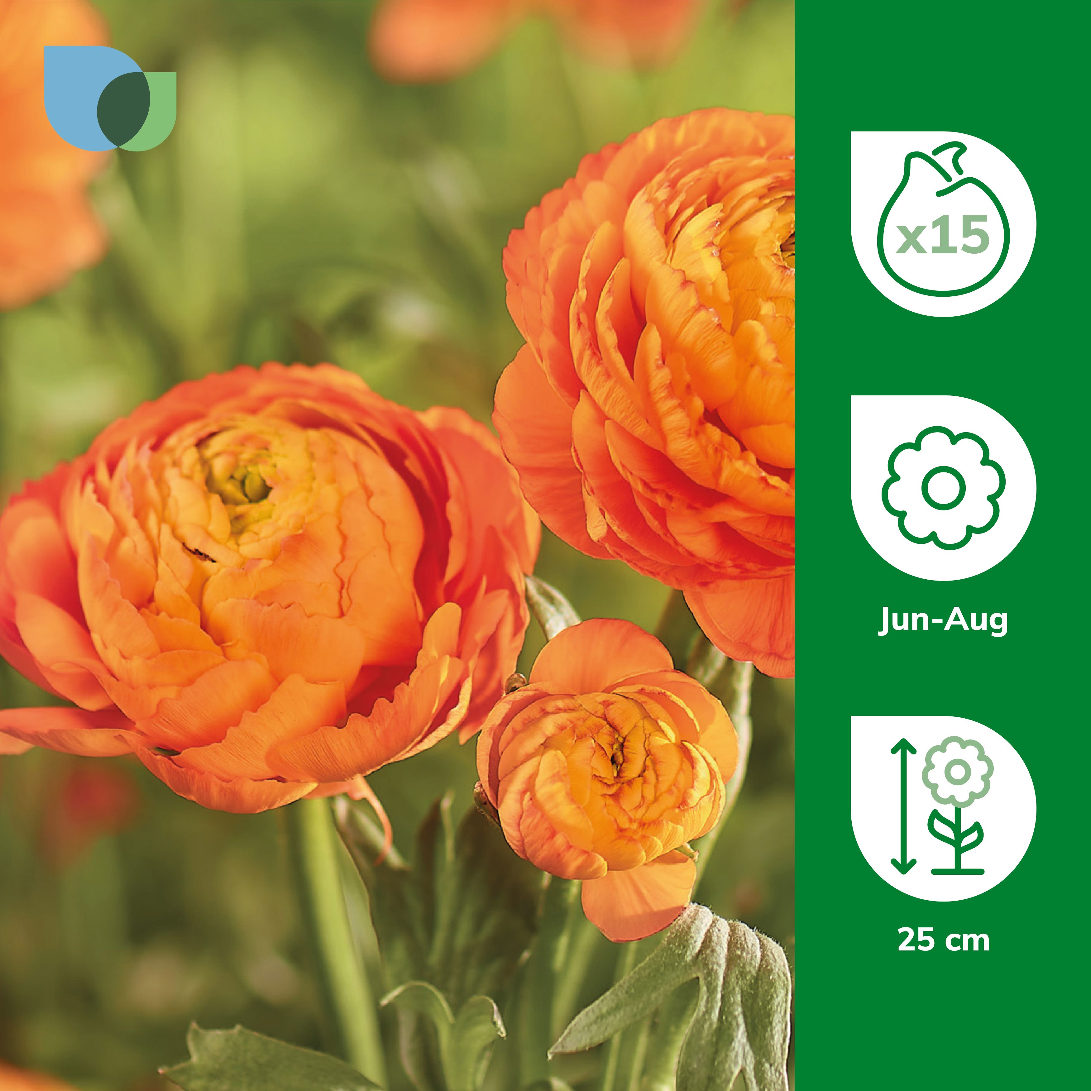 Ranunculus Orange Flower bulb, Pack of 15