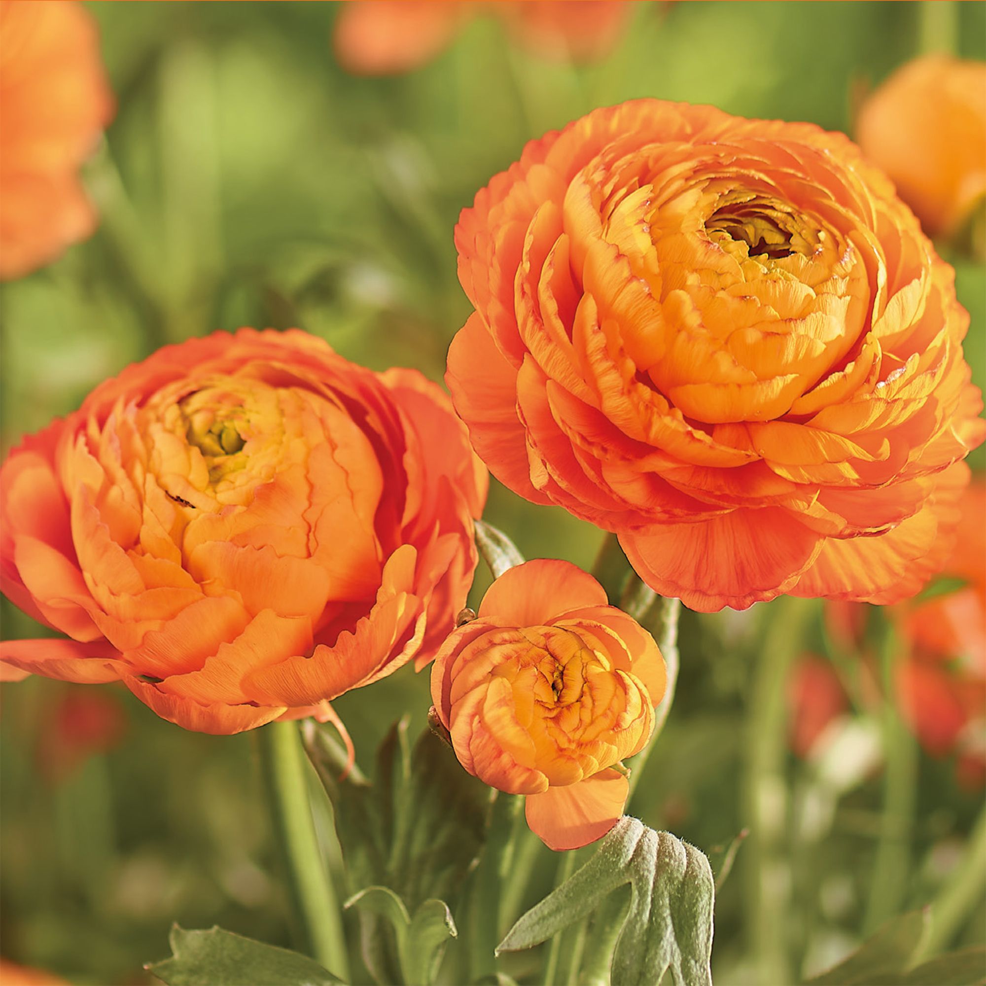Ranunculus Orange Flower bulb, Pack of 15