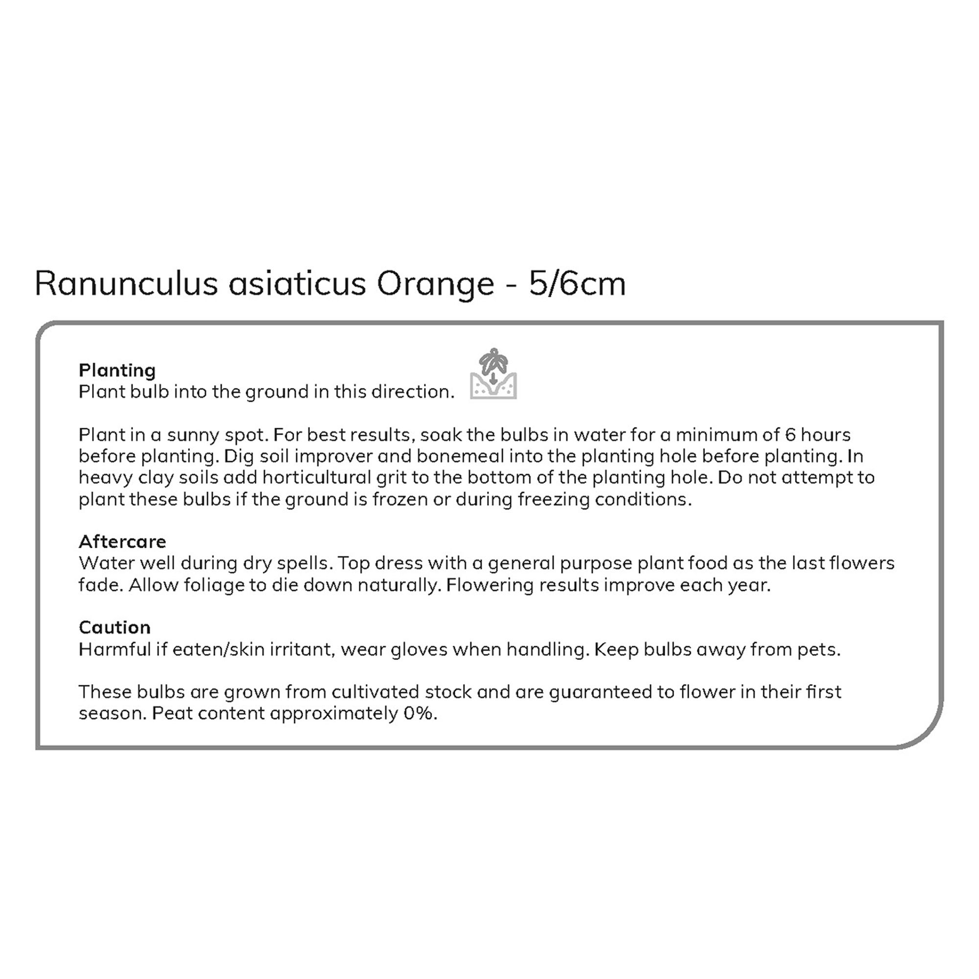Ranunculus Orange Flower bulb, Pack of 15