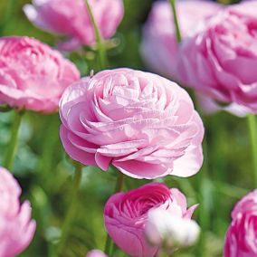 Ranunculus Pink 15 Flower bulbs