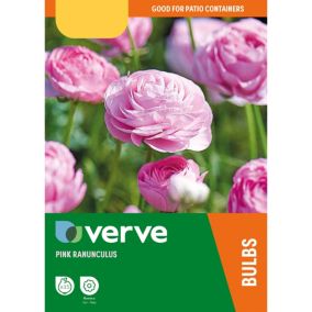 Ranunculus Pink 15 Flower bulbs