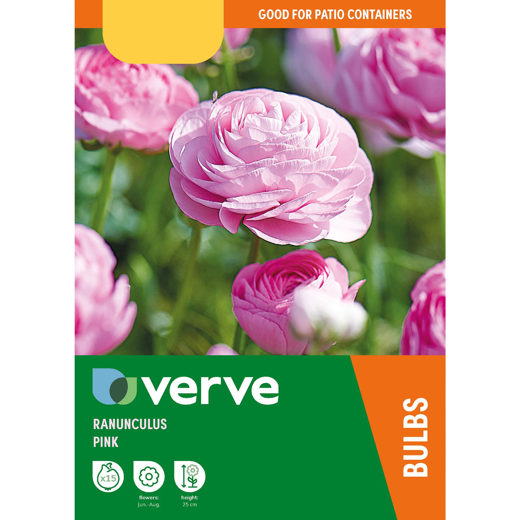 Ranunculus Pink Flower bulb, Pack of 15
