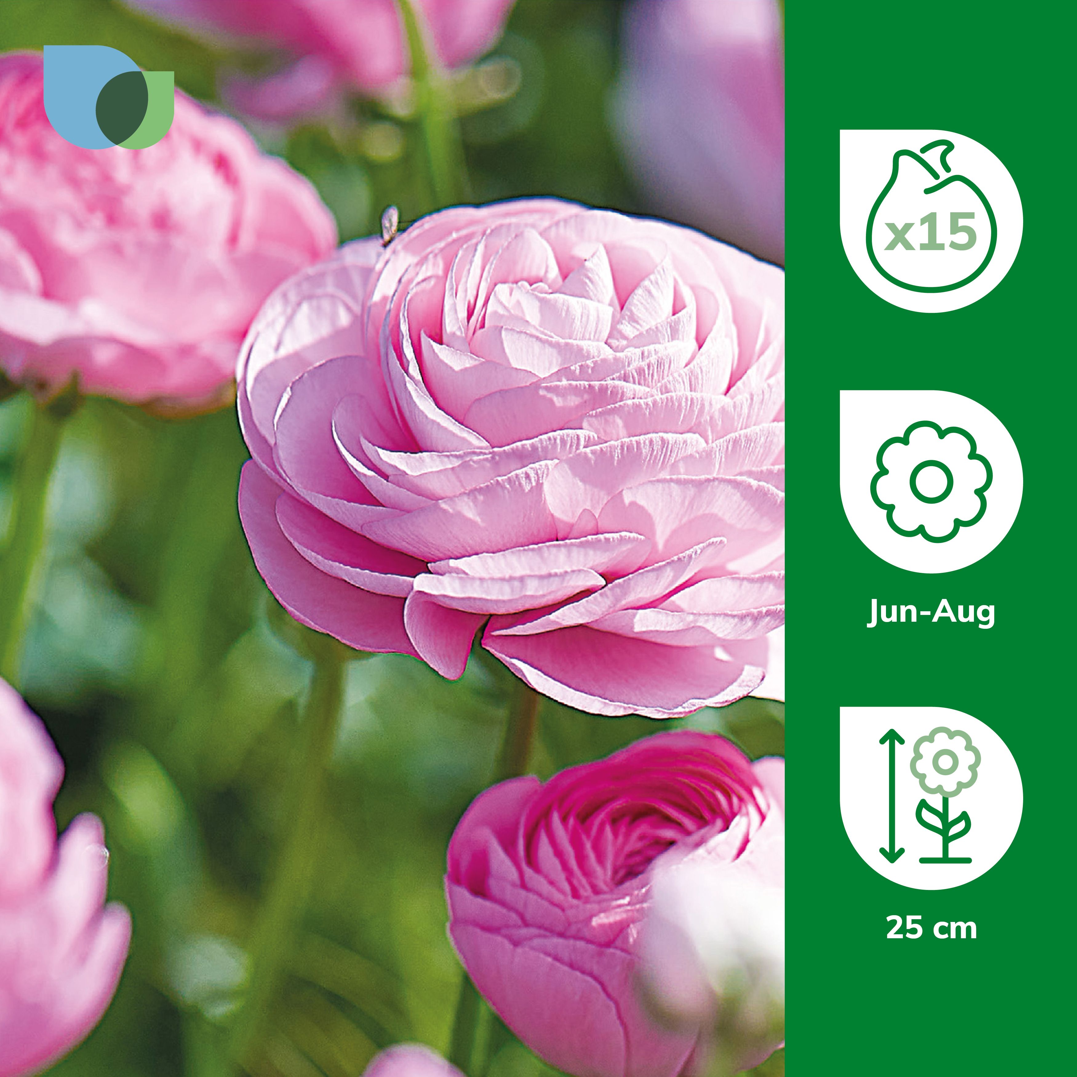 Ranunculus Pink Flower bulb, Pack of 15