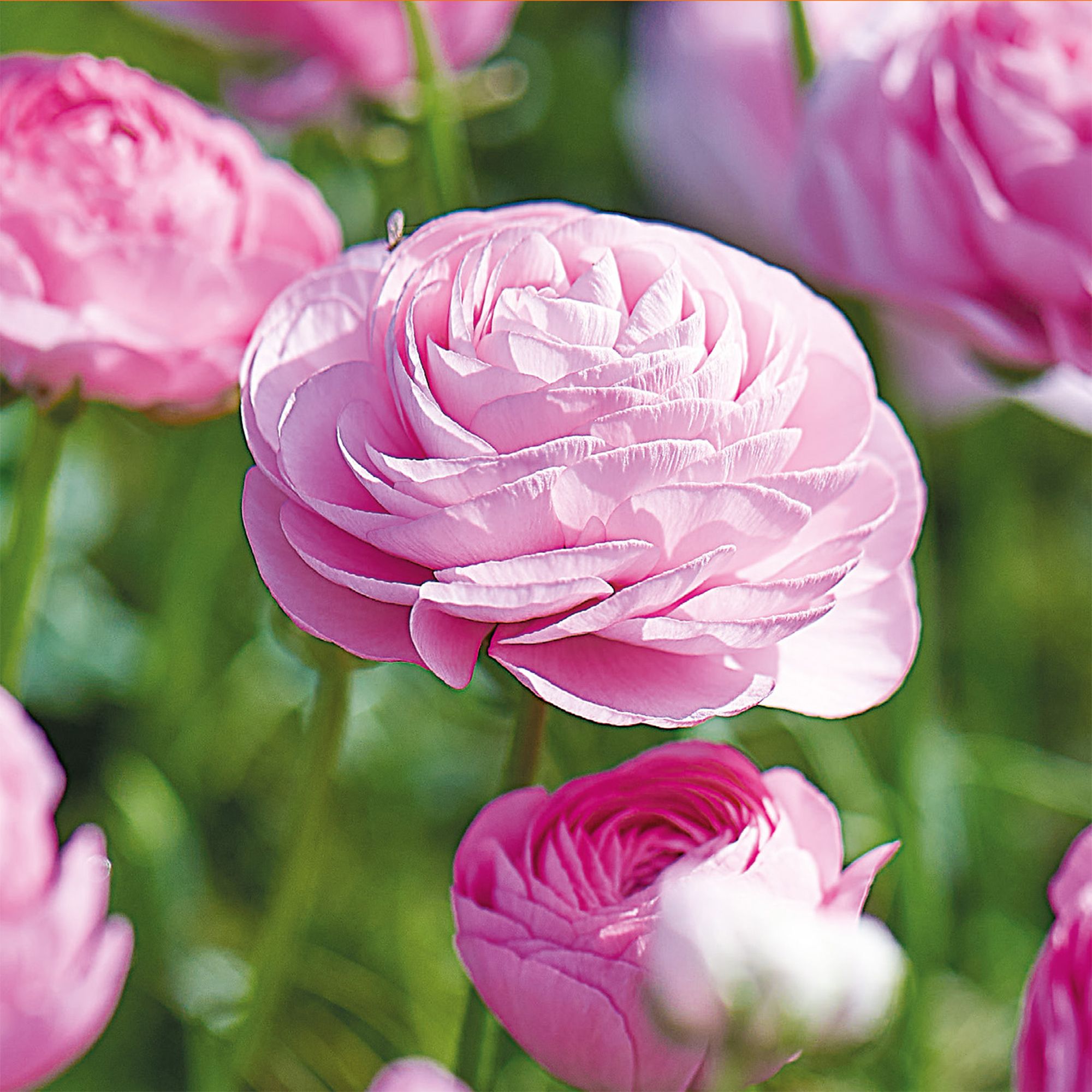 Ranunculus Pink Flower bulb, Pack of 15