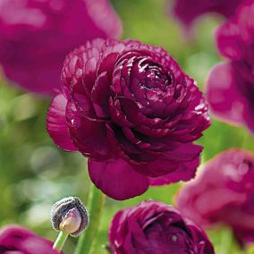 Ranunculus Purple Sensation 15 Flower bulbs