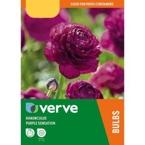 Ranunculus Purple Sensation Flower bulb, Pack of 15