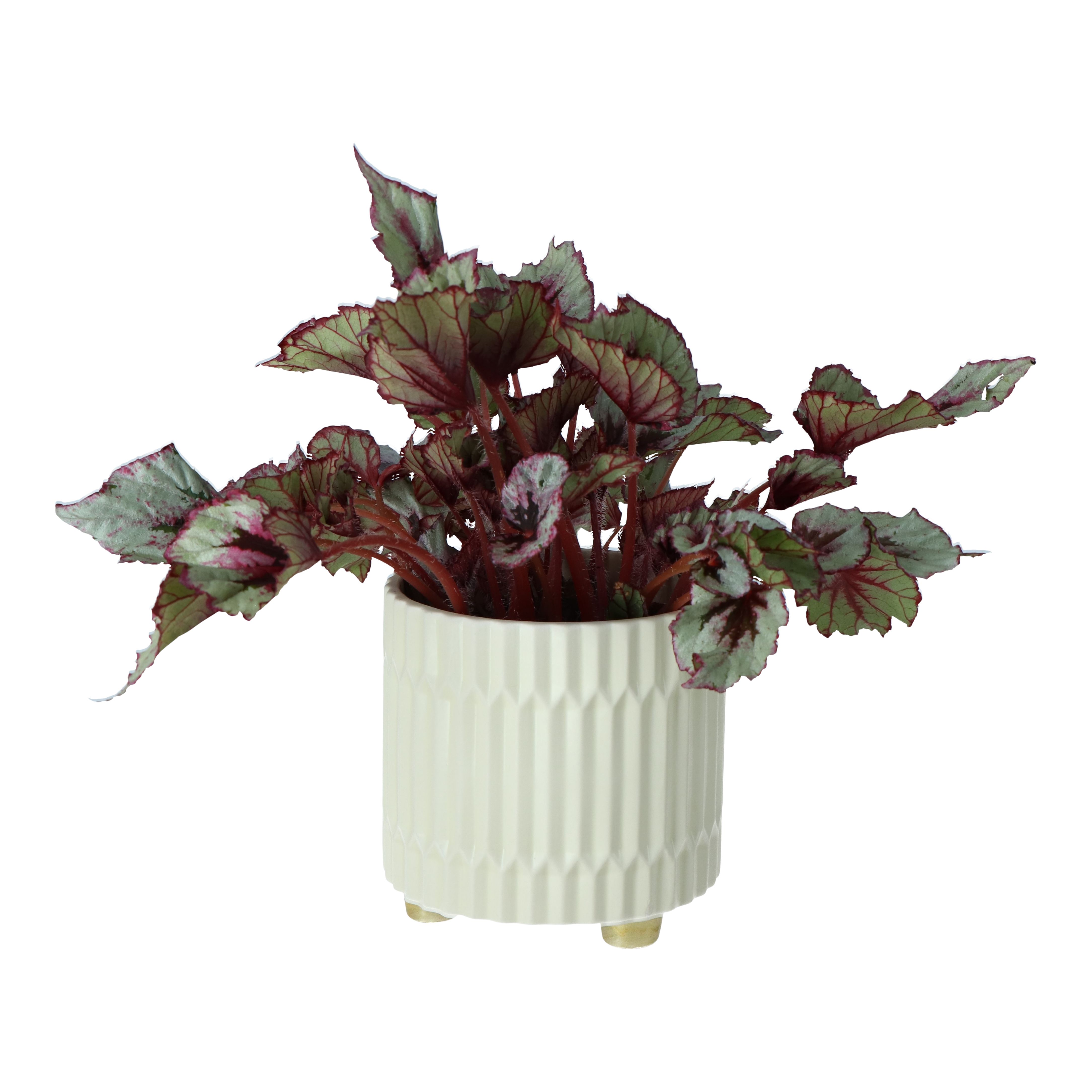 Red Begonia in 13cm Ceramic Decorative pot