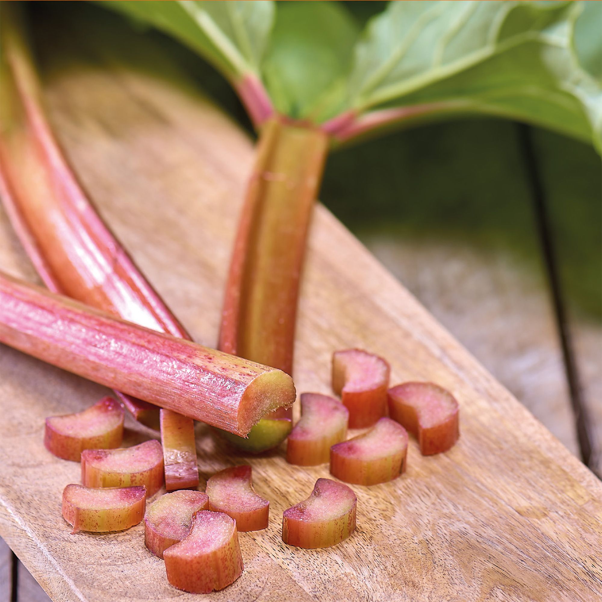 Buy rhubarb Red Champagne crown rhubarb 'Red Champagne