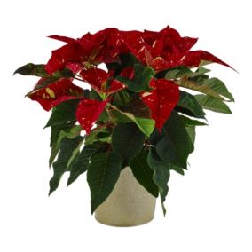 Red glitter Poinsettia in Red Zinc Decorative pot 13cm