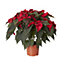 Red Poinsettia in 17cm Terracotta Plastic Grow pot