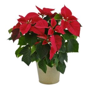 Red Poinsettia in Champagne Zinc Decorative pot 13cm