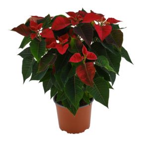 Red Poinsettia in Terracotta Plastic Grow pot 17cm