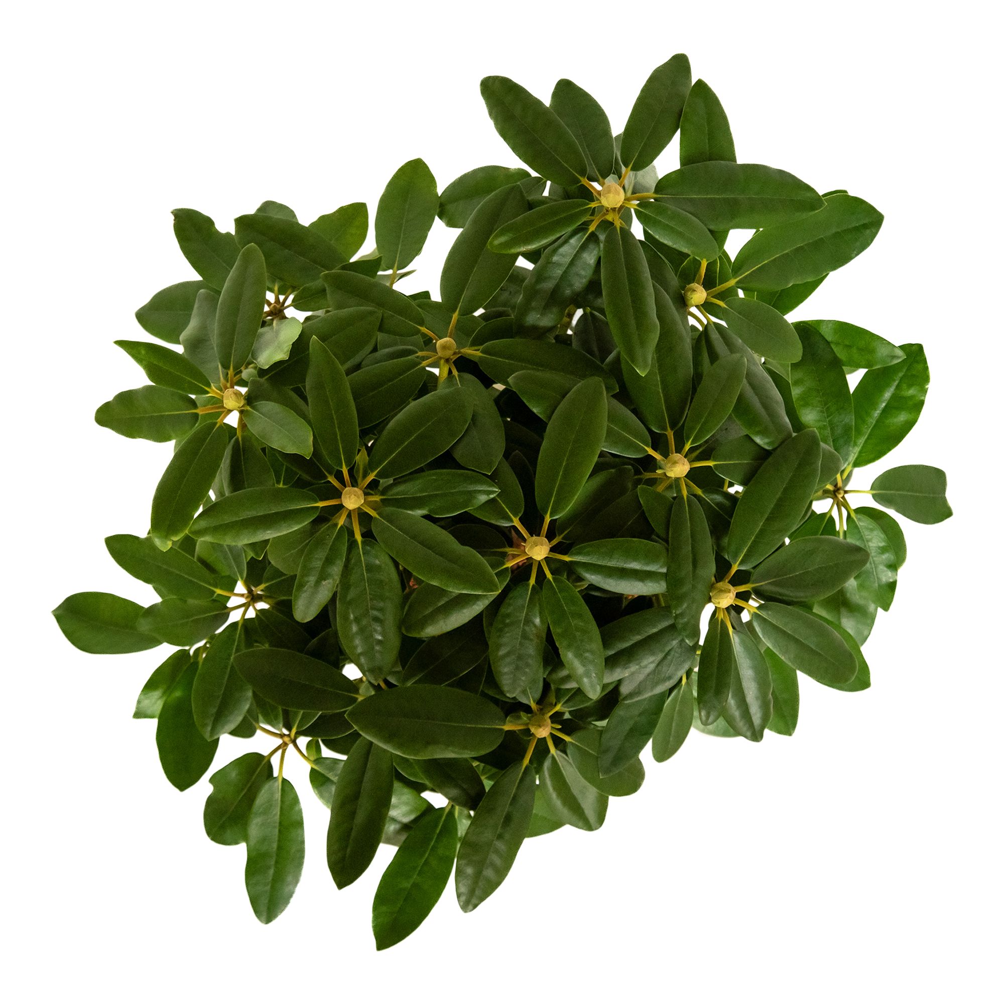 RHODODENDRON HAPPYDENDRON