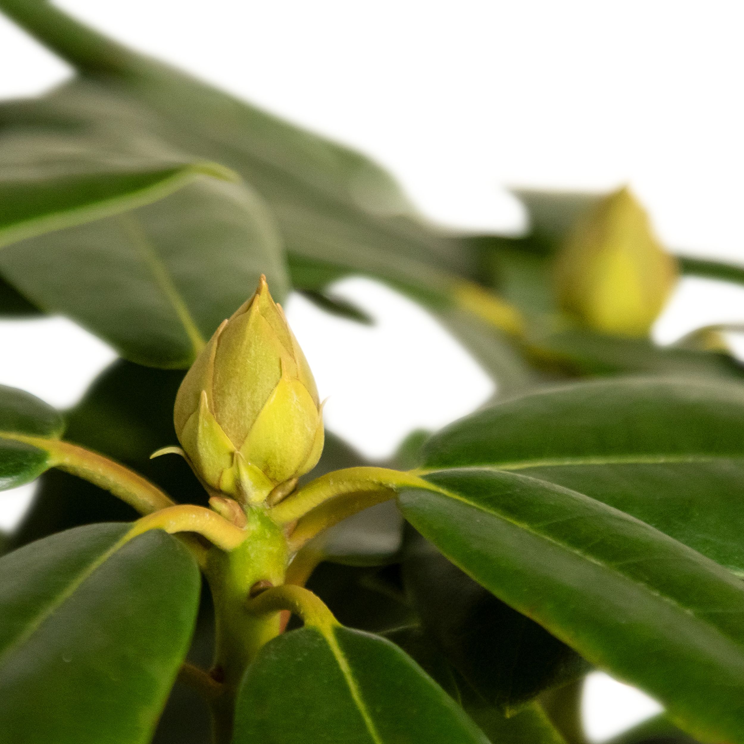 RHODODENDRON HAPPYDENDRON