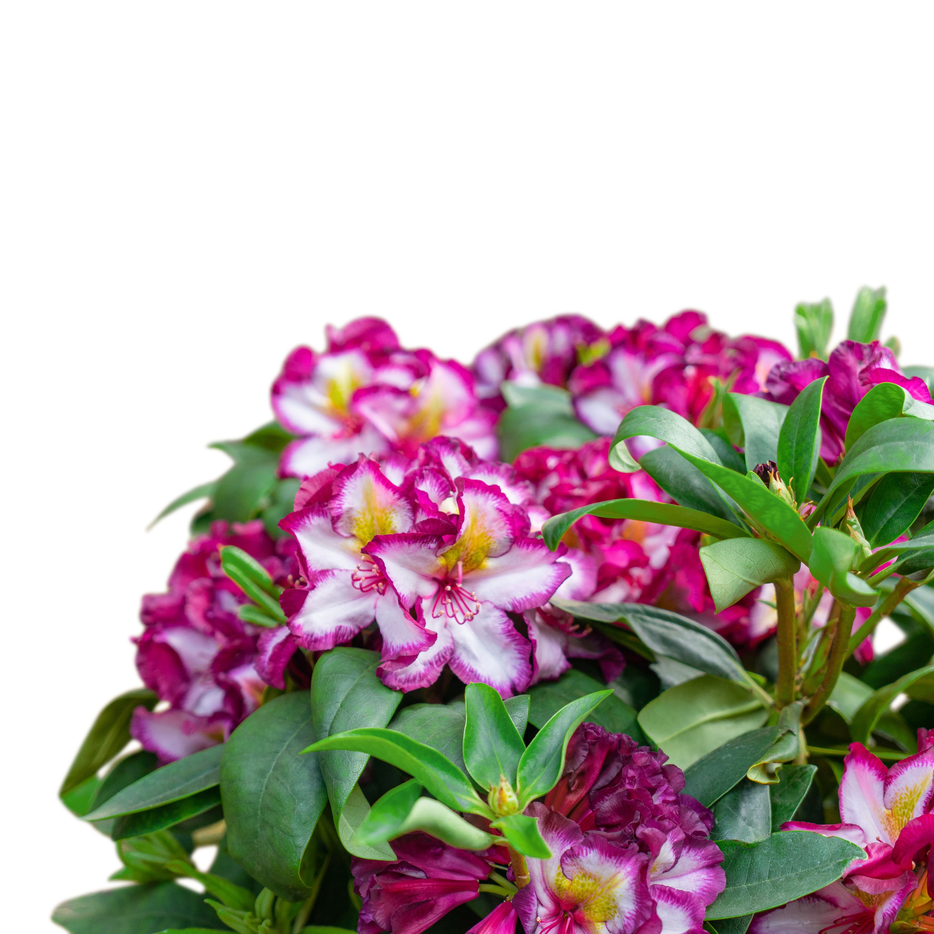 RHODODENDRON HAPPYDENDRON