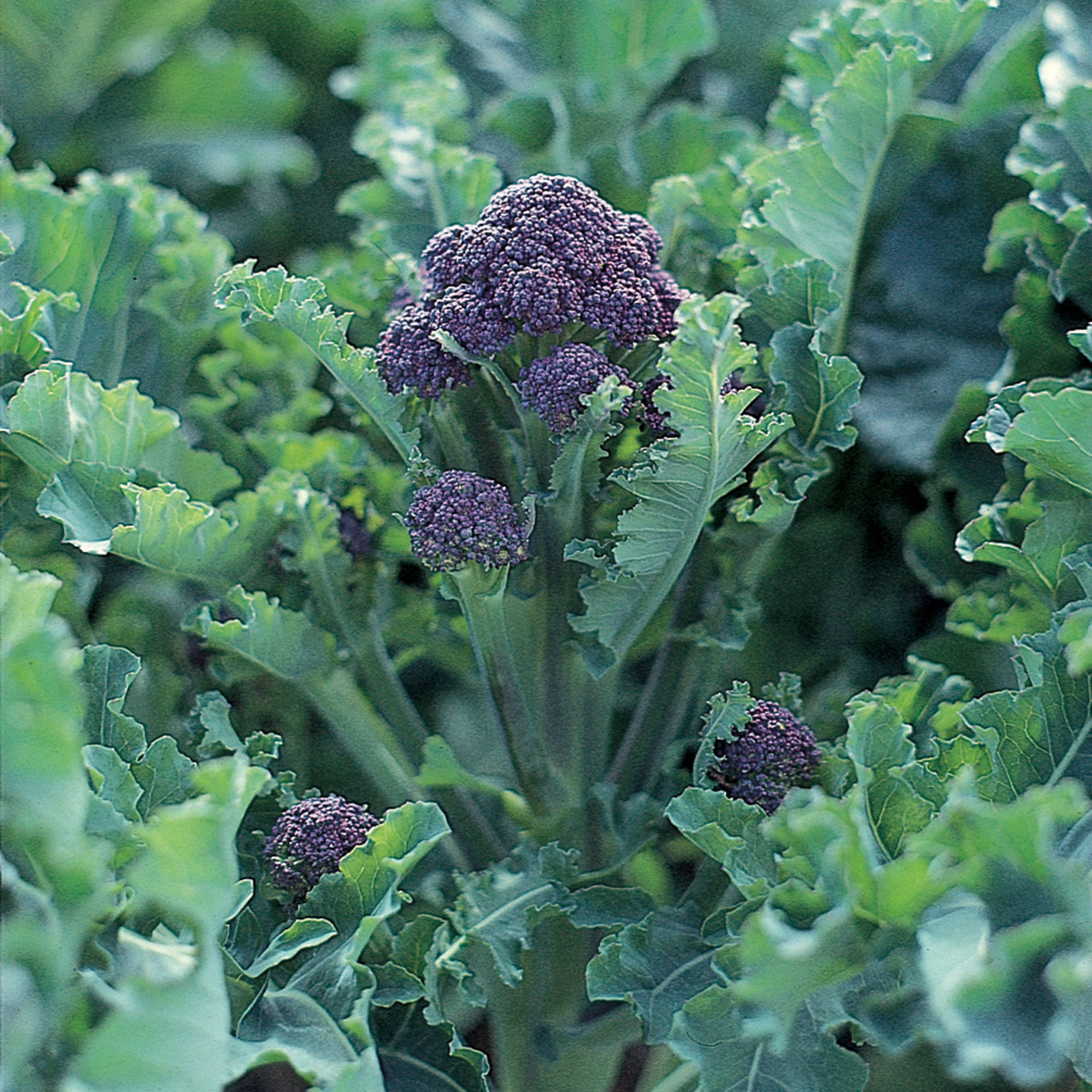 RHS Claret F1 Broccoli Seed