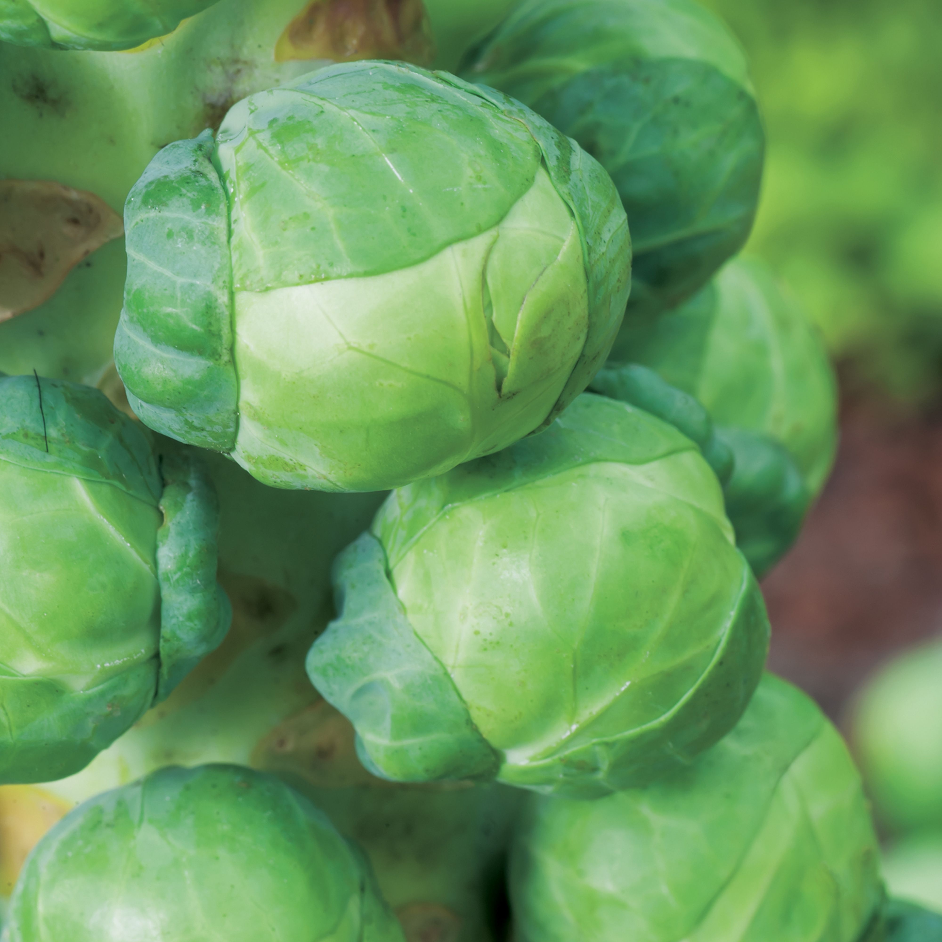 RHS Igor F1 Brussel sprout Seed