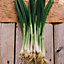 RHS Matrix Spring onion Seed