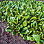 RHS Medania Spinach Seed